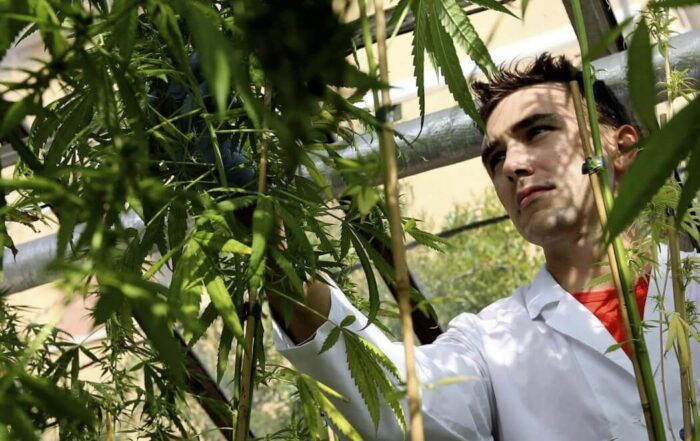 Medical Marijuana in Italy