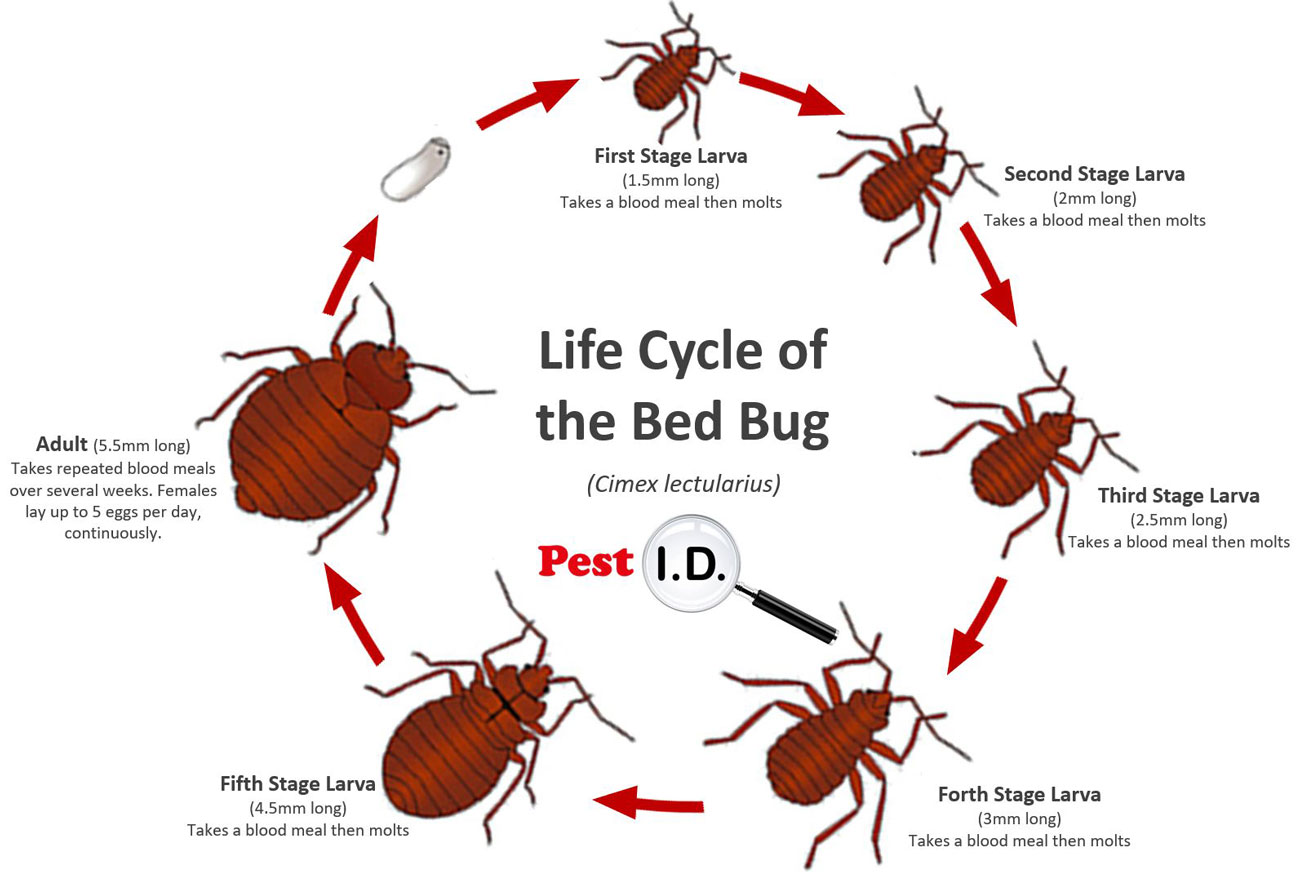 bed-bugs-what-you-need-to-know bed-bugs-what-you-need-to-know