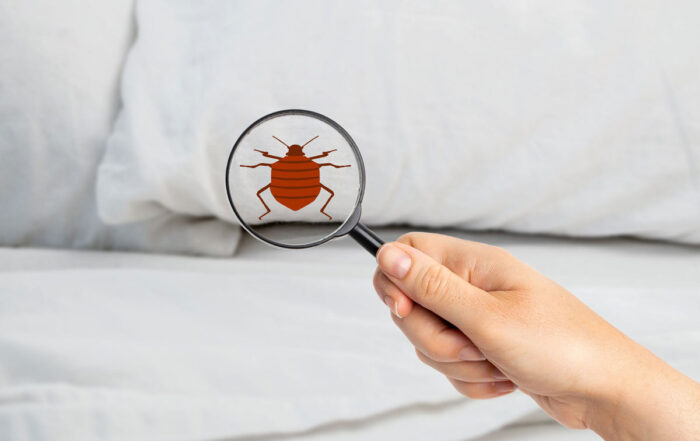 bedbugs