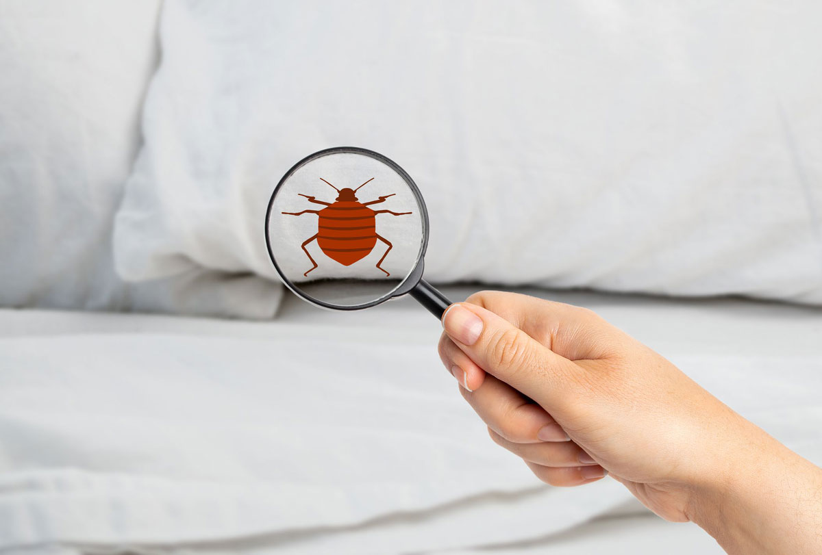 bedbugs